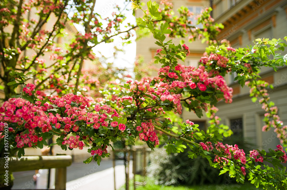 Beautiful blooming tree with red-pink flowers on the street against the backdrop of a beautiful vintage building and sunlight. Summer bright time, day
