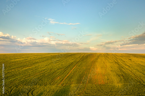 Aerial view of bright green agricultural farm field with growing rapeseed plants at sunset.