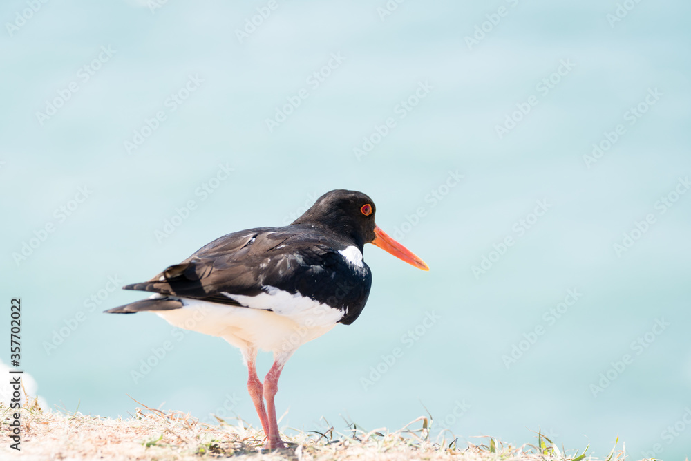 tern arctic nature bird blue background animal beautiful sea inhospitable wildlife fly wing north feather flight fauna look aggressive ornithology iceland migratory seabird white sky summer natural tern arctic nature bird blue background animal beautiful sea inhospitable wildlife fly wing north feather flight fauna look aggressive ornithology iceland migratory seabird white sky summer natural