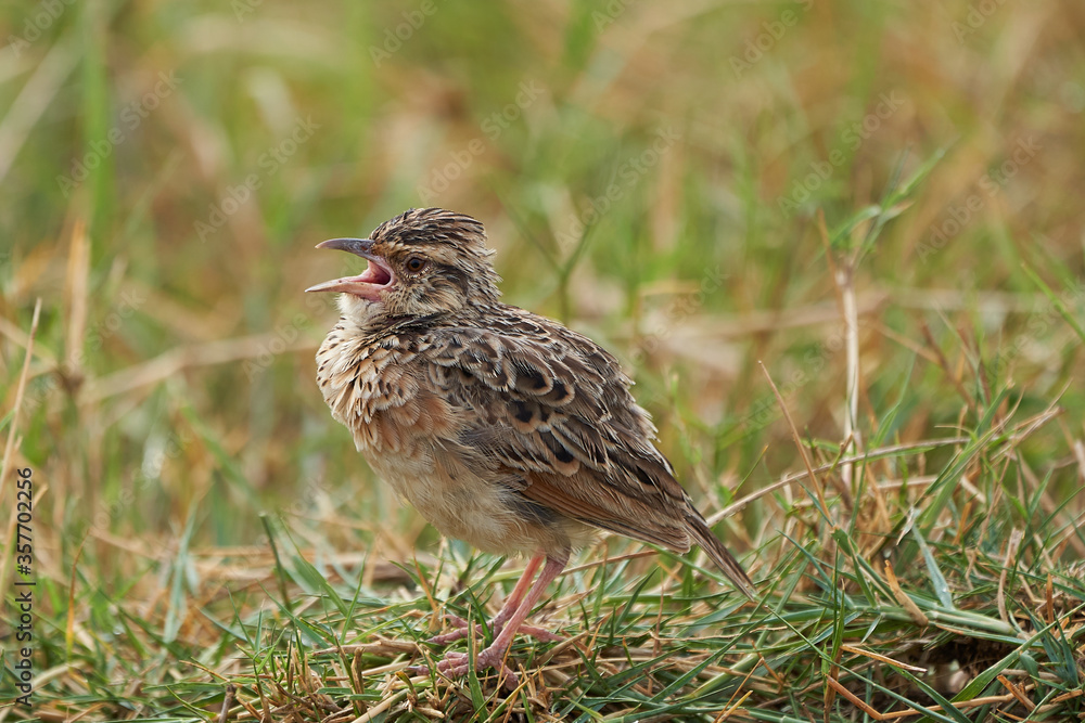 Rufous naped lark Mirafra africana bush lark Afrotropics
