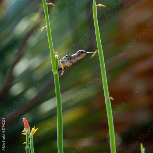 A female hummingbird stretches to reach a flower almost out of reach.