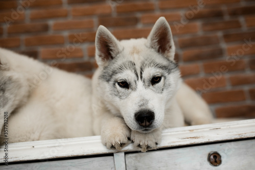 two Siberian husky puppies at home sit and play. lifestyle with dog