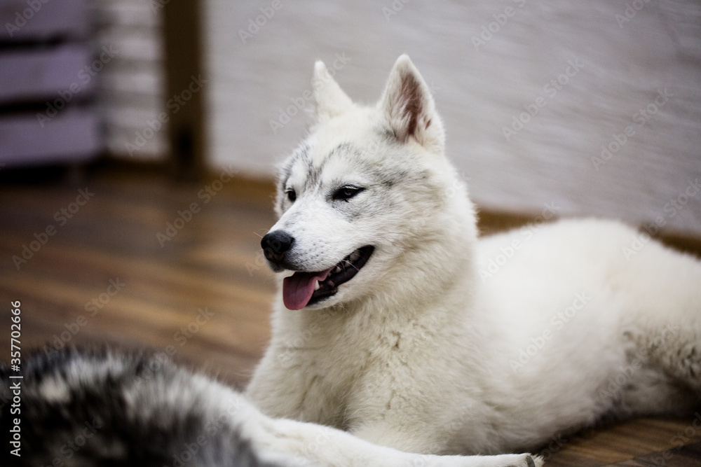 Siberian husky puppy at home. lifestyle with dog Siberian husky puppy at home. lifestyle with dog