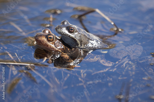 Water frog Pelophylax and Bufo Bufo in mountain lake with beautiful reflection of eyes Spring Mating