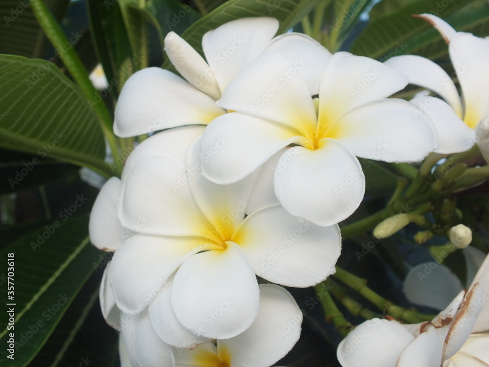 White Plumeria White Plumeria