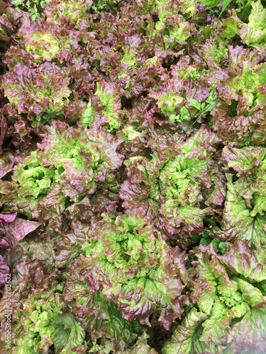 Lettuce Plants Background. View from above
