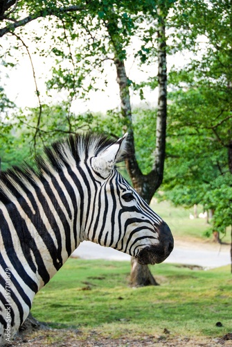 Zebra