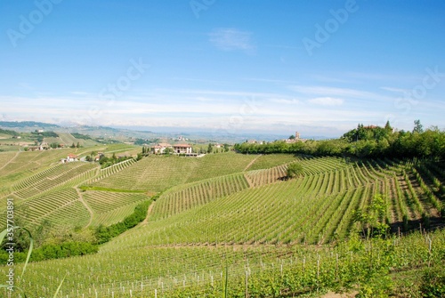 Vineyards in Langhe  Piedmont - Italy