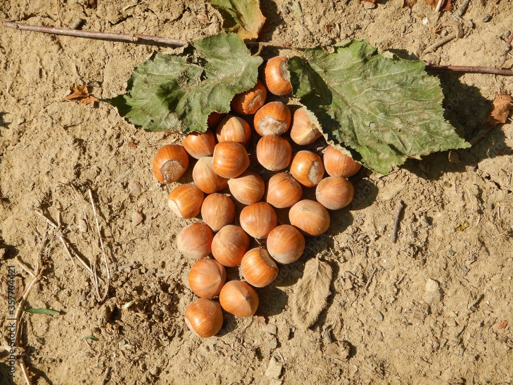Hazelnuts fallen on the ground ready to be harvested