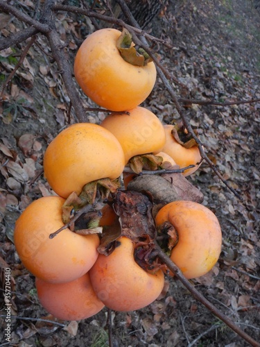 Persimmons hanging from the branch of the tree