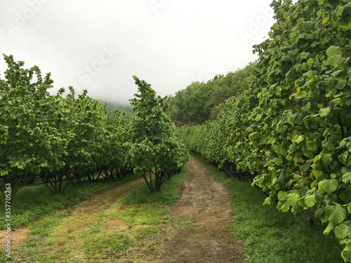 Hazelnut Trees in the Langhe. Piedmont - Italy