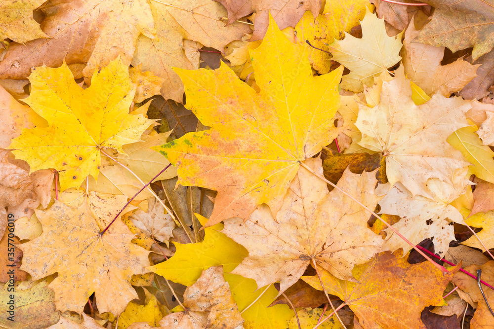 Autumn leaves background, sycamore maple in fall Autumn leaves background, sycamore maple in fall