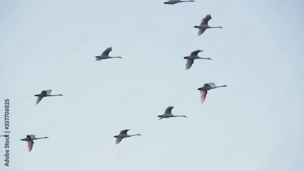 large flock of swans in flight large flock of swans in flight
