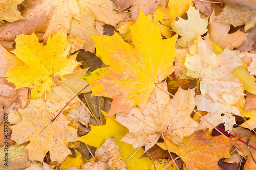 Autumn leaves background  sycamore maple in fall