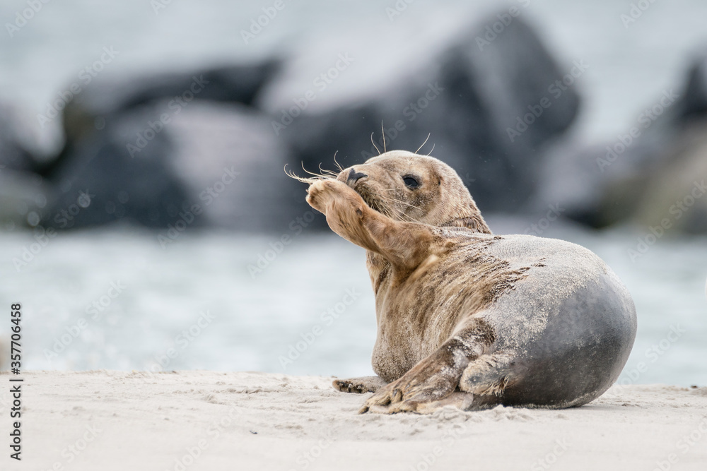 Fototapeta premium The harbor seal (Phoca vitulina) in Helgoland, Germany