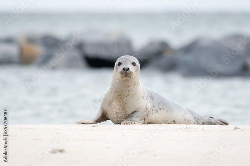 The harbor seal (Phoca vitulina) in Helgoland, Germany