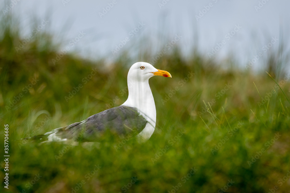 Lovely detail picture of the Northern seagull on the german Helgoland island in Nord sea