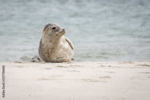 The harbor seal (Phoca vitulina) in Helgoland, Germany