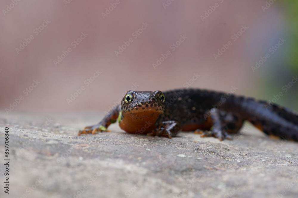 Obraz premium Alpine newt Ichthyosaura alpestris Amphibian Orange Belly