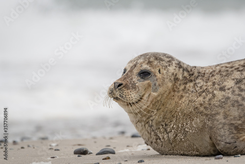 The harbor seal (Phoca vitulina) in Helgoland, Germany © Peter Ruijs