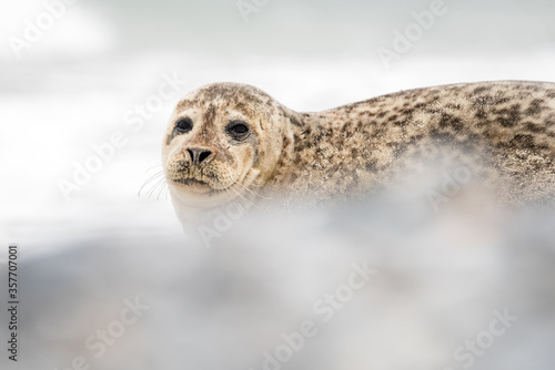 The harbor seal (Phoca vitulina) in Helgoland, Germany