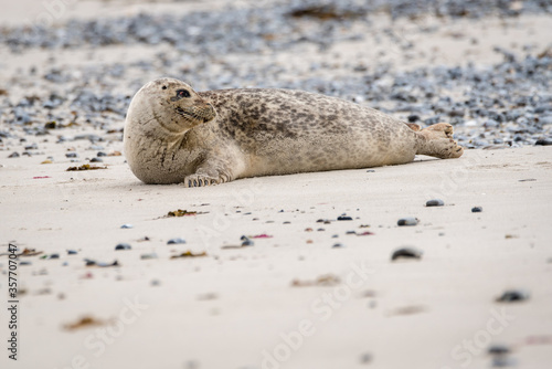 The harbor seal (Phoca vitulina) in Helgoland, Germany