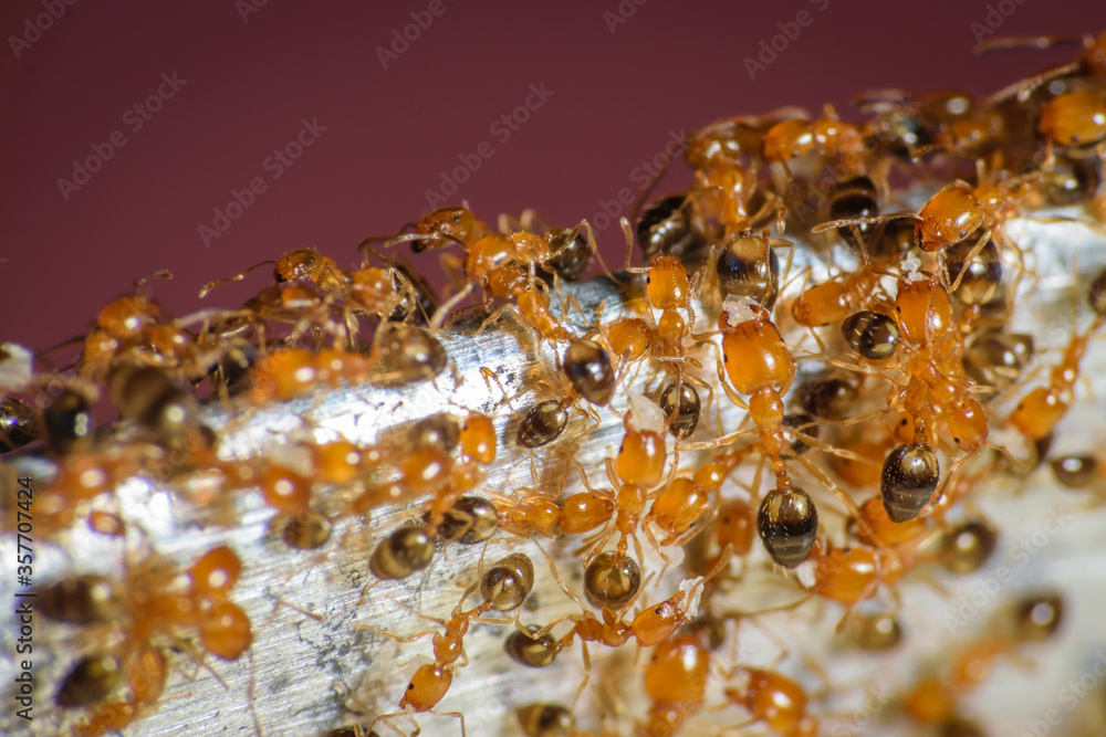 Group of pharaoh ants roaming around for food Group of pharaoh ants roaming around for food