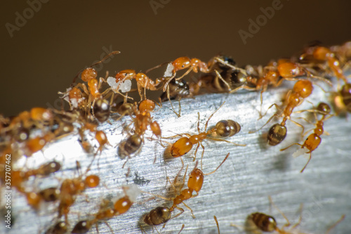 Fototapeta Group of pharaoh ants roaming around for food