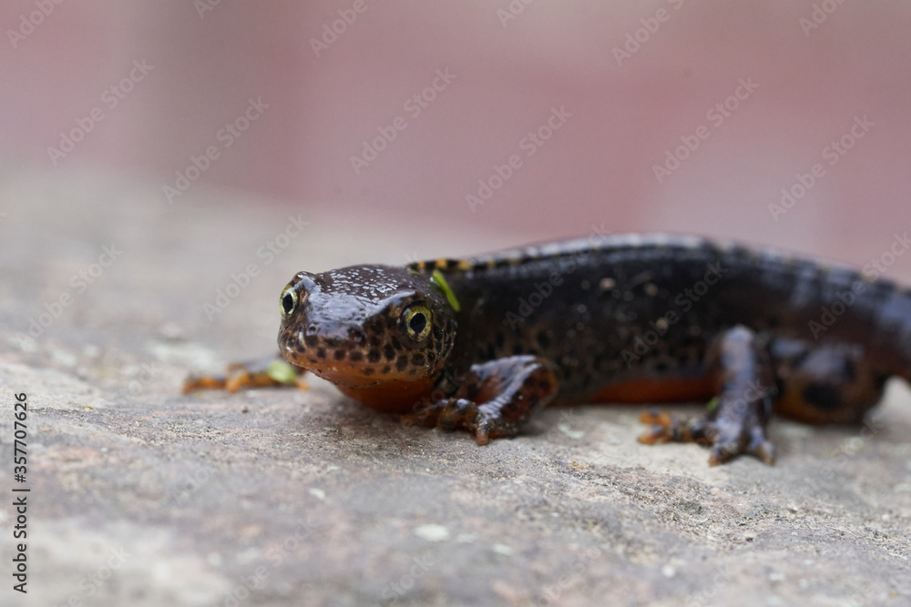 Obraz premium Alpine newt Ichthyosaura alpestris Amphibian Orange Belly