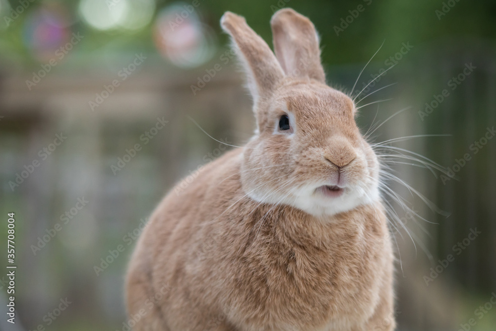 Fototapeta premium Rufus Rabbit profile sitting on the deck at dusk in soft beautiful light