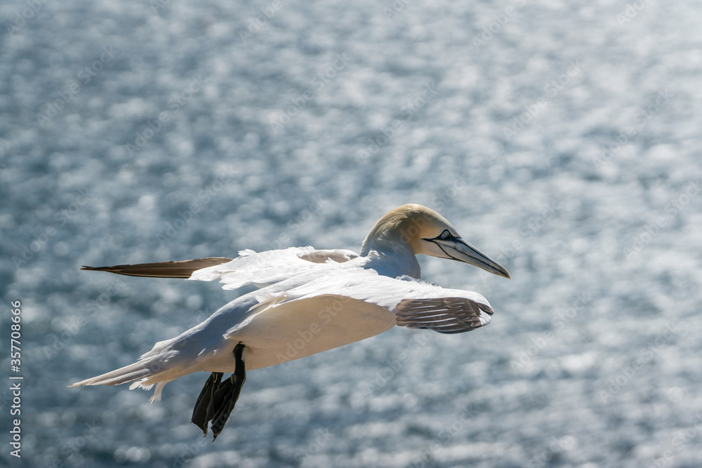 Obraz premium Lovely detail picture of the Northern gannets on the german Helgoland island in Nord sea