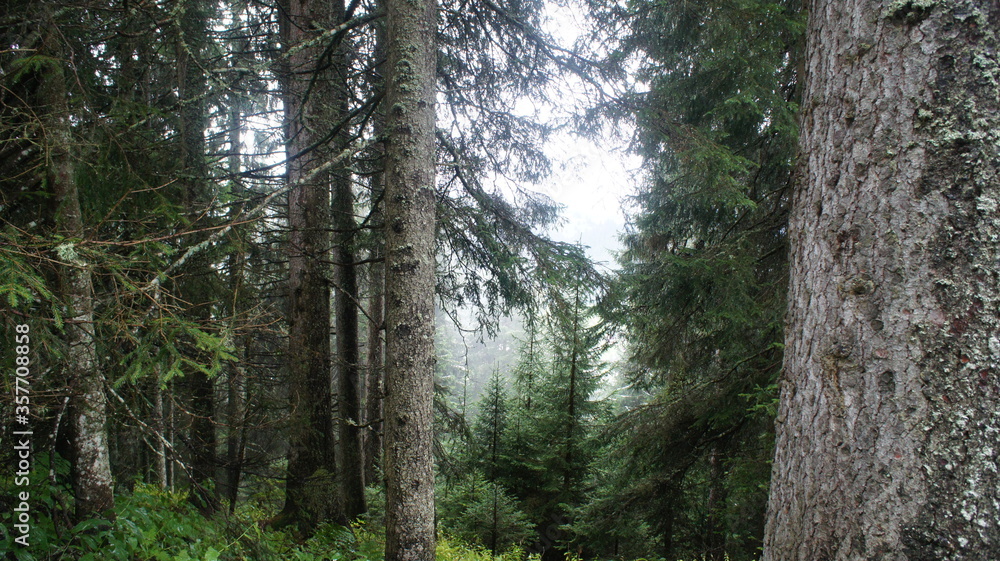 Obraz premium Bosques Suizos