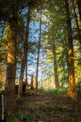 Fototapeta Naklejka Na Ścianę i Meble -  Evergreen trees in deep dense forest, Washington