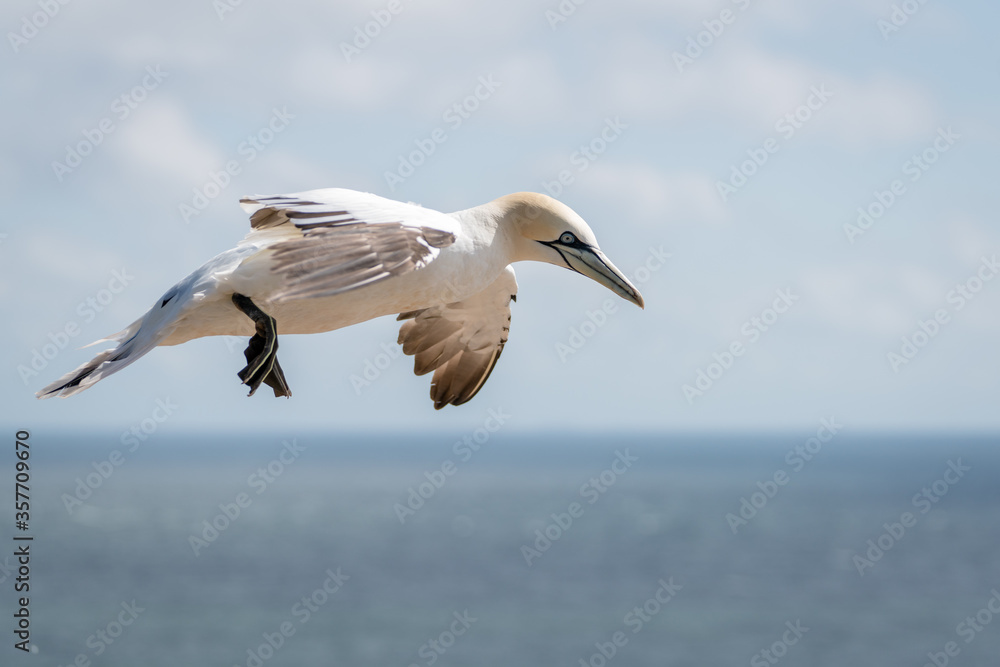 Lovely detail picture of the Northern gannets on the german Helgoland island in Nord sea Lovely detail picture of the Northern gannets on the german Helgoland island in Nord sea