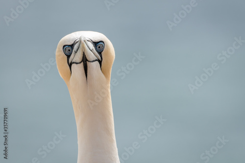 Tableau sur toile Lovely detail picture of the Northern gannets on the german Helgoland island in