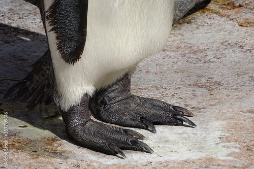 Bild auf Leinwand コウテイペンギン