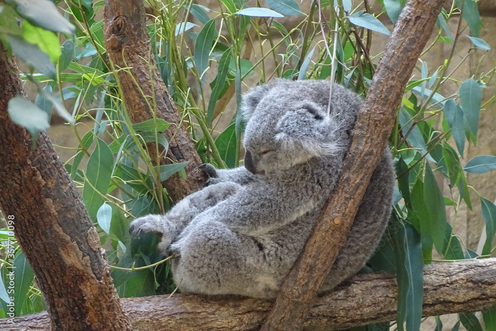 Fototapeta premium コアラ