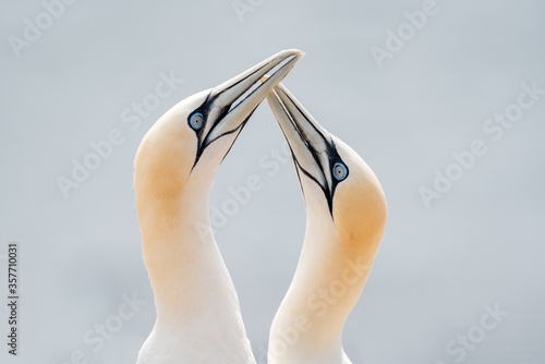Lovely detail picture of the Northern gannets on the german Helgoland island in Nord sea