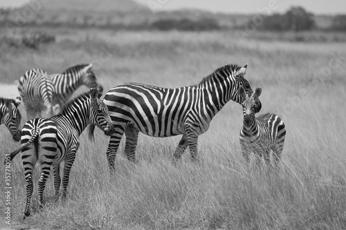  Plains zebra Equus quagga- Big Five Safari Black and white Stripped Kilimanjaro