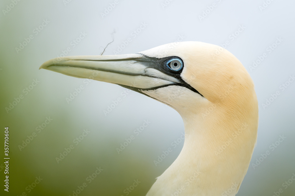 Lovely detail picture of the Northern gannets on the german Helgoland island in Nord sea Lovely detail picture of the Northern gannets on the german Helgoland island in Nord sea