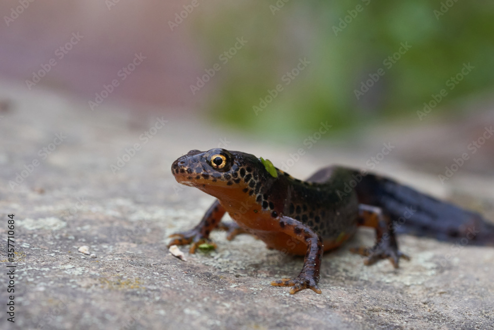 Alpine newt Ichthyosaura alpestris Amphibian Orange Belly Alpine newt Ichthyosaura alpestris Amphibian Orange Belly