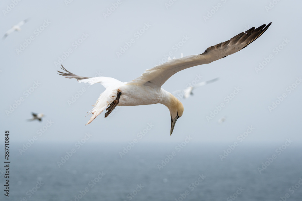 Lovely detail picture of the Northern gannets on the german Helgoland island in Nord sea Lovely detail picture of the Northern gannets on the german Helgoland island in Nord sea