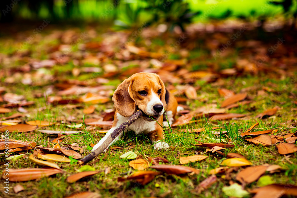 cute Beagle puppy in a pink collar, playing with a stick