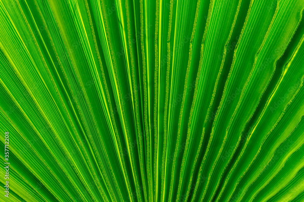 Green leave texture for background Green leave texture for background