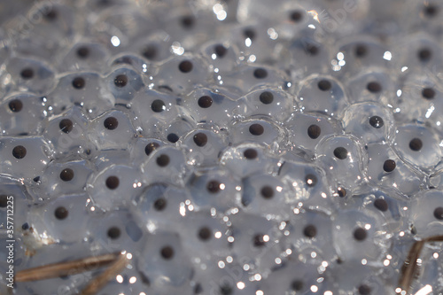 Frog Toad Spawn Texture Macro Bright Mountain Light