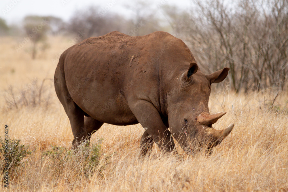 Fototapeta premium Adult southern white rhino roaming the savannah in the Kruger Park in South Africa.