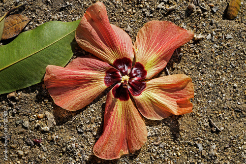 Beach hibiscus flower (Hibiscus tiliaceus) on soil photo