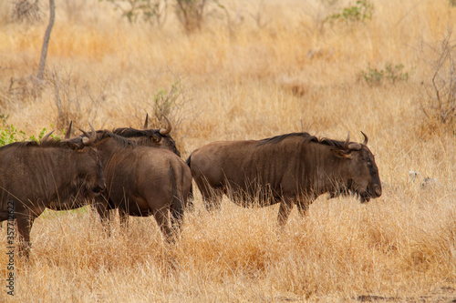 Herd of wildebeest wandering the savannah in the Kruger National Park in South Africa.
