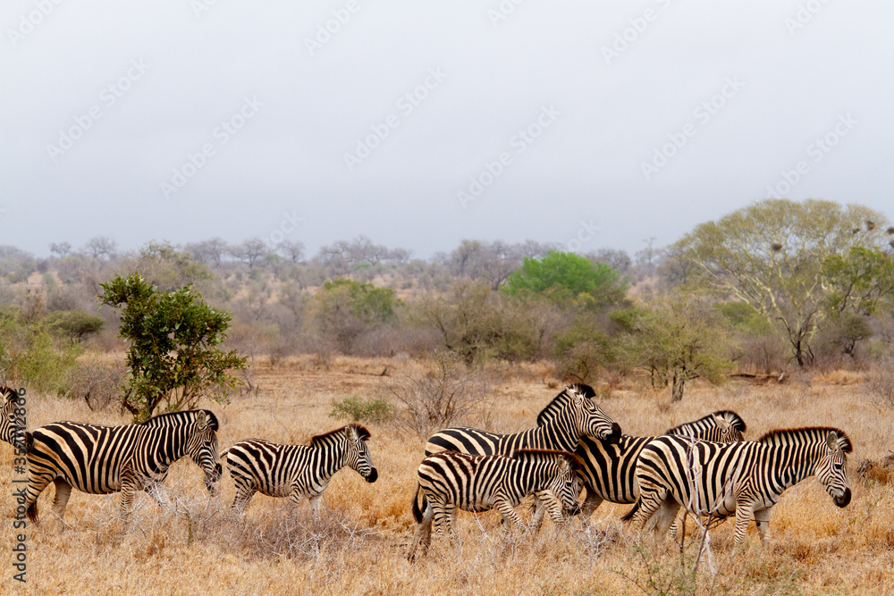 Obraz premium Group of Zebras walking on the savannah and feeding on grasses in the Kruger National Park in South Africa.