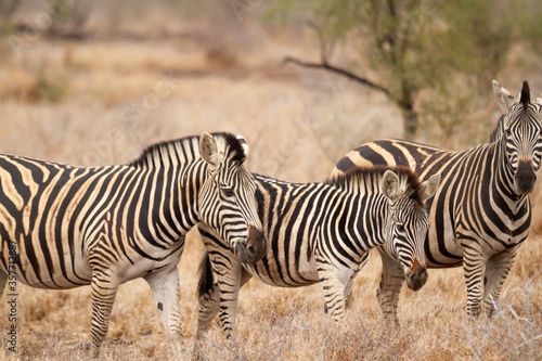 Group of Zebras walking on the savannah and feeding on grasses in the Kruger National Park in South Africa.